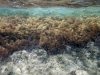 Una cintura di cistoseria a pelo d'acqua Una cintura di cistoseria a pelo d'acqua