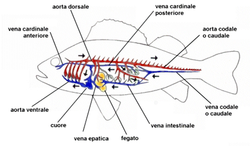 Schema struttura cuore