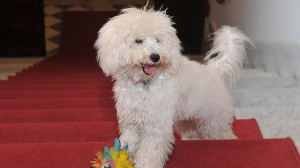 Dudù