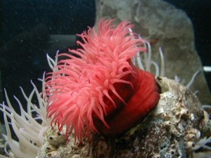 actinia equina