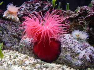 attinia equina