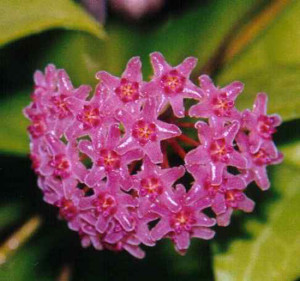Hoya camporipholia