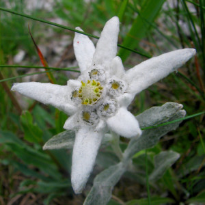 Stella alpina. Leontopodium alpinum
