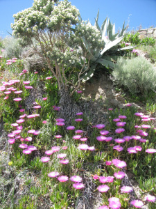 Fioriture primaverili