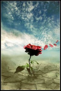 rosa-al-vento