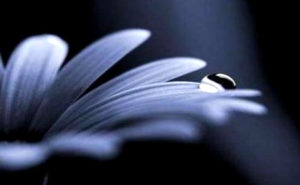 fiore-blue-black