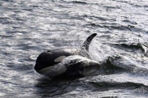 16. Orca.1