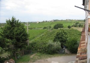 Campagna dal Casale. Campo di kiwi e vigne