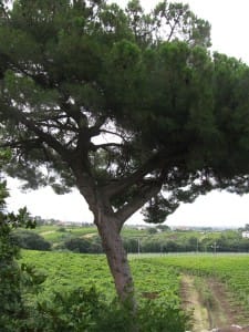 Campagna dal Casale. Pino e campi