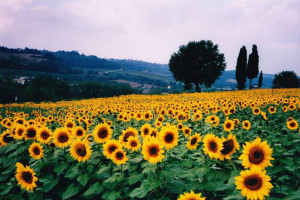 Campo di girasoli