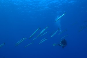 Barracuda. Foto di Carlo Ravenna
