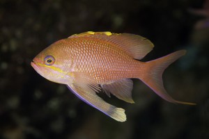 Castagnola rossa
