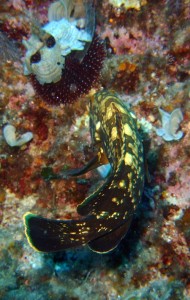 Cerniola.1