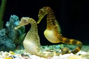 Ippocampo. Gravidanza maschile (Foto dal web)