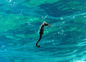 Un ippocampo fotografato nei pressi del Faro