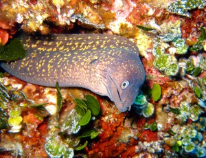 Murena.1