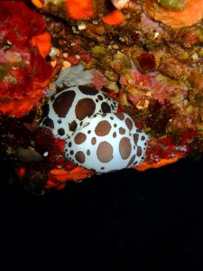 Nudibranchi.1