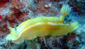 Nudibranchi.2