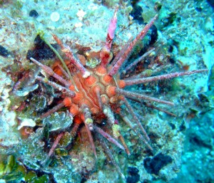 Riccio rosso ad aculei radi