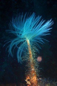 Spirografo