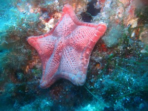 Una varietà di stella marina