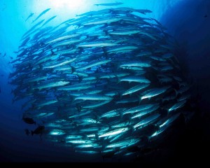 Barracuda 'a palla'