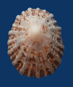 Fig 1 Patella ferruginea Torre Astura