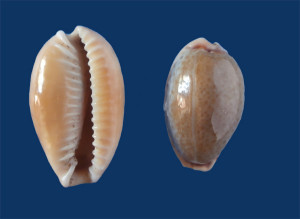 Fig 10 Naria spurca Malta