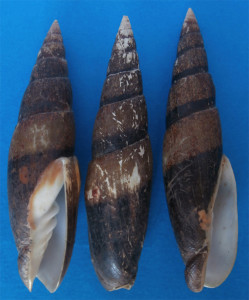 Fig 11 Mitra zonata Marbella