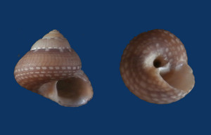 Fig 4 Gibbula nivosa Malta