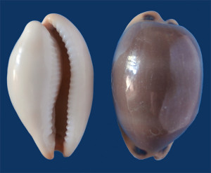 Fig 5 Luria lurida Puglia