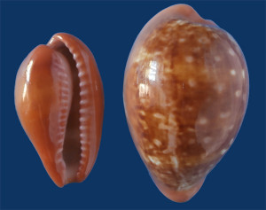 Fig 6 Zonaria pyrum Canale di Sicila