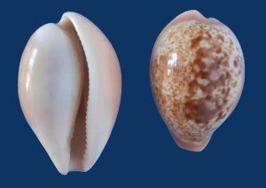 Fig 7 Schilderia achatidea Melilla