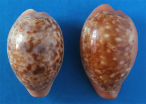 Fig 8 Confronto achatidea con pyrum lato superiore