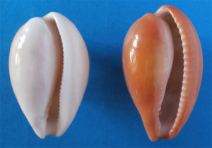 Fig 9 Confronto achatidea con pyrum lato inferiore