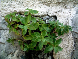 Parietaria officinalis