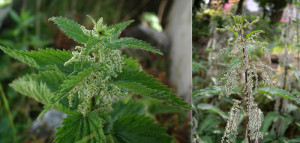 Urtica dioica. Infiorescenze femminili. Bis