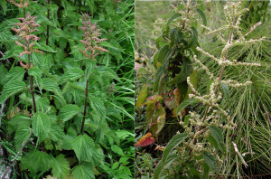 Urtica dioica. Infiorescenze maschili. Bis