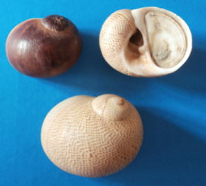 Fig 1 Stercusmuscarum Fiumicino