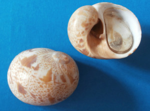 Fig 2 Ebraea Mazara