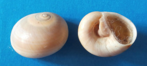 Fig 3 Josephina Anzio