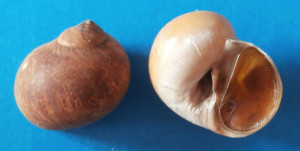 Fig 4 Fusca Marocco