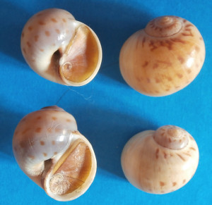 Fig 5 glossularia Malaga