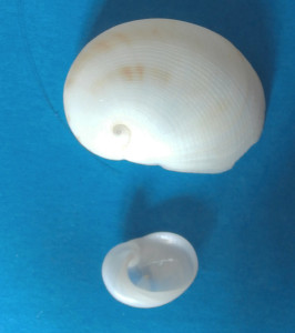 Fig 7 Sinum Malaga