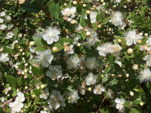 Myrtus communis