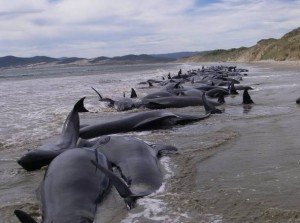 balene spiaggiate