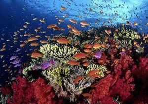 La-barriera-corallina