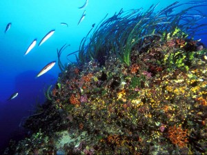 Posidonia3