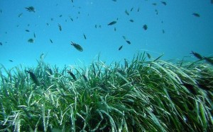 prateria di posidonia