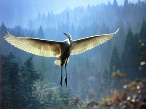 Airone
